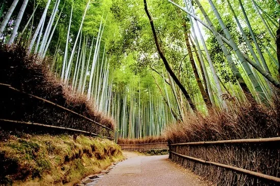 Arashiyama