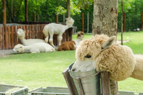 อัลปาก้าฮิลล์ สวนผึ้ง