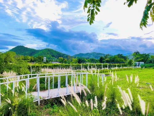 ไร่องุ่นมีสุข ที่เที่ยวส่วนผึ้ง