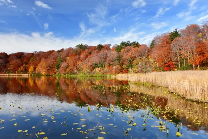 เที่ยวฮอกไกโด ใบไม้เปลี่ยนสี เที่ยวฮอกไกโด ใบไม้เปลี่ยนสี