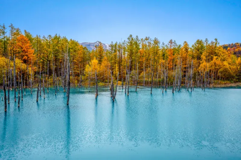 เที่ยวฮอกไกโด ใบไม้เปลี่ยนสี เที่ยวฮอกไกโด ใบไม้เปลี่ยนสี