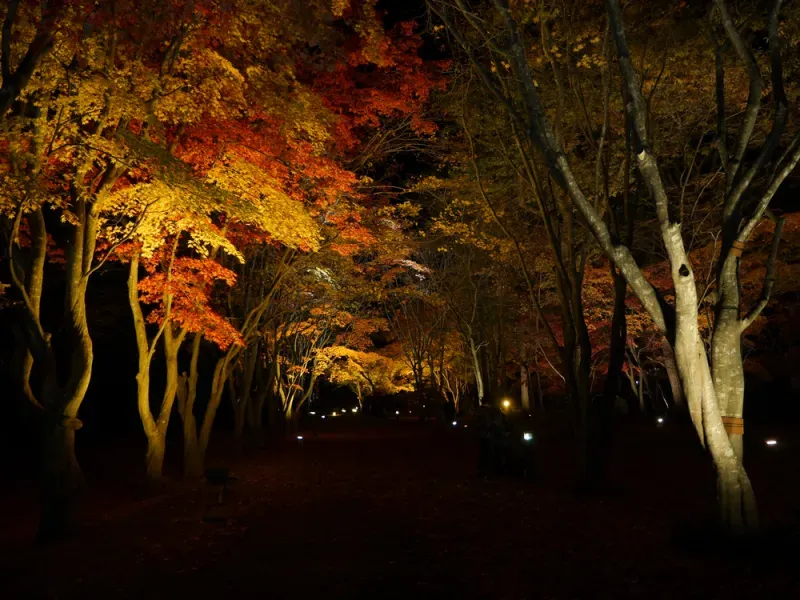 เที่ยวฮอกไกโด ใบไม้เปลี่ยนสี เที่ยวฮอกไกโด ใบไม้เปลี่ยนสี