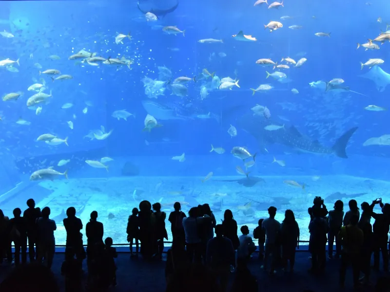 พิพิธภัณฑ์สัตว์น้ำชูราอูมิ โอกินาว่า ที่เที่ยวญี่ปุ่นยอดฮิตสำหรับเด็ก พิพิธภัณฑ์สัตว์น้ำชูราอูมิ โอกินาว่า ที่เที่ยวญี่ปุ่นยอดฮิตสำหรับเด็ก
